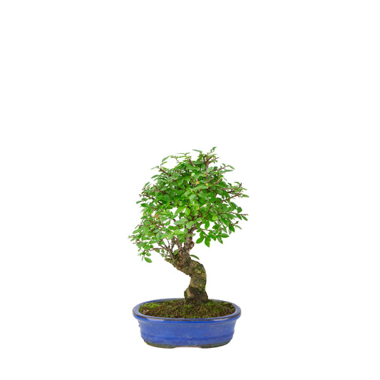 Zelkova nire (Olmo giapponese) in vaso ovale blu, altezza ~28cm