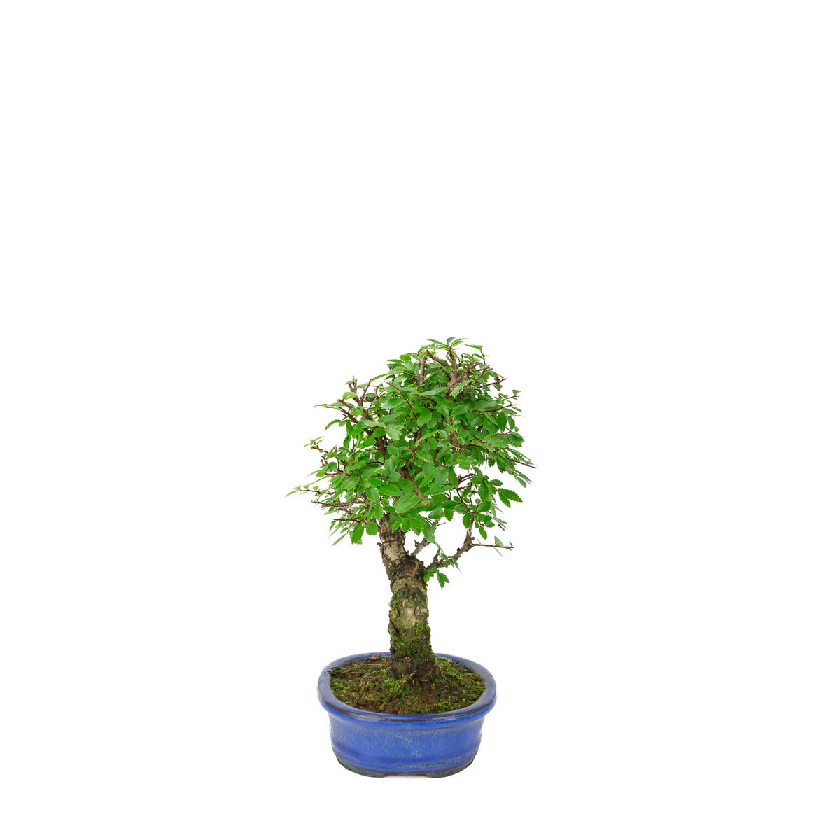 Zelkova nire (Olmo giapponese) in vaso ovale blu, altezza ~28cm