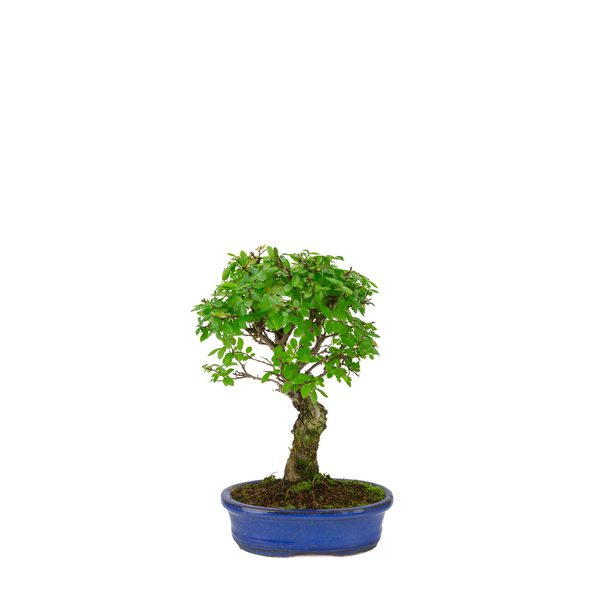 Zelkova nire (Olmo giapponese) in vaso ovale blu, altezza ~28cm