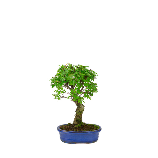Zelkova nire (Olmo giapponese) in vaso ovale blu, altezza ~28cm
