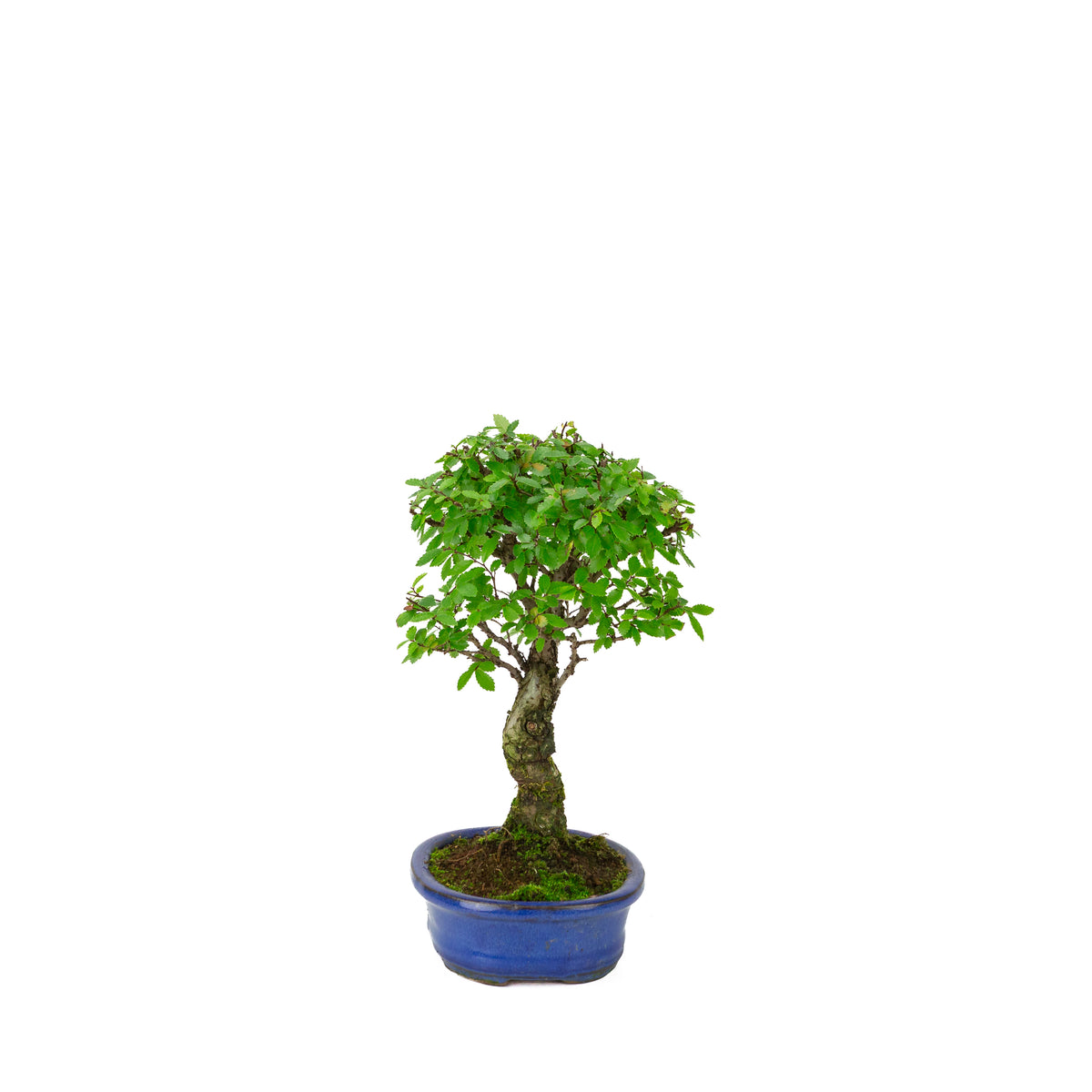 Zelkova nire (Olmo giapponese) in vaso ovale blu, altezza ~28cm