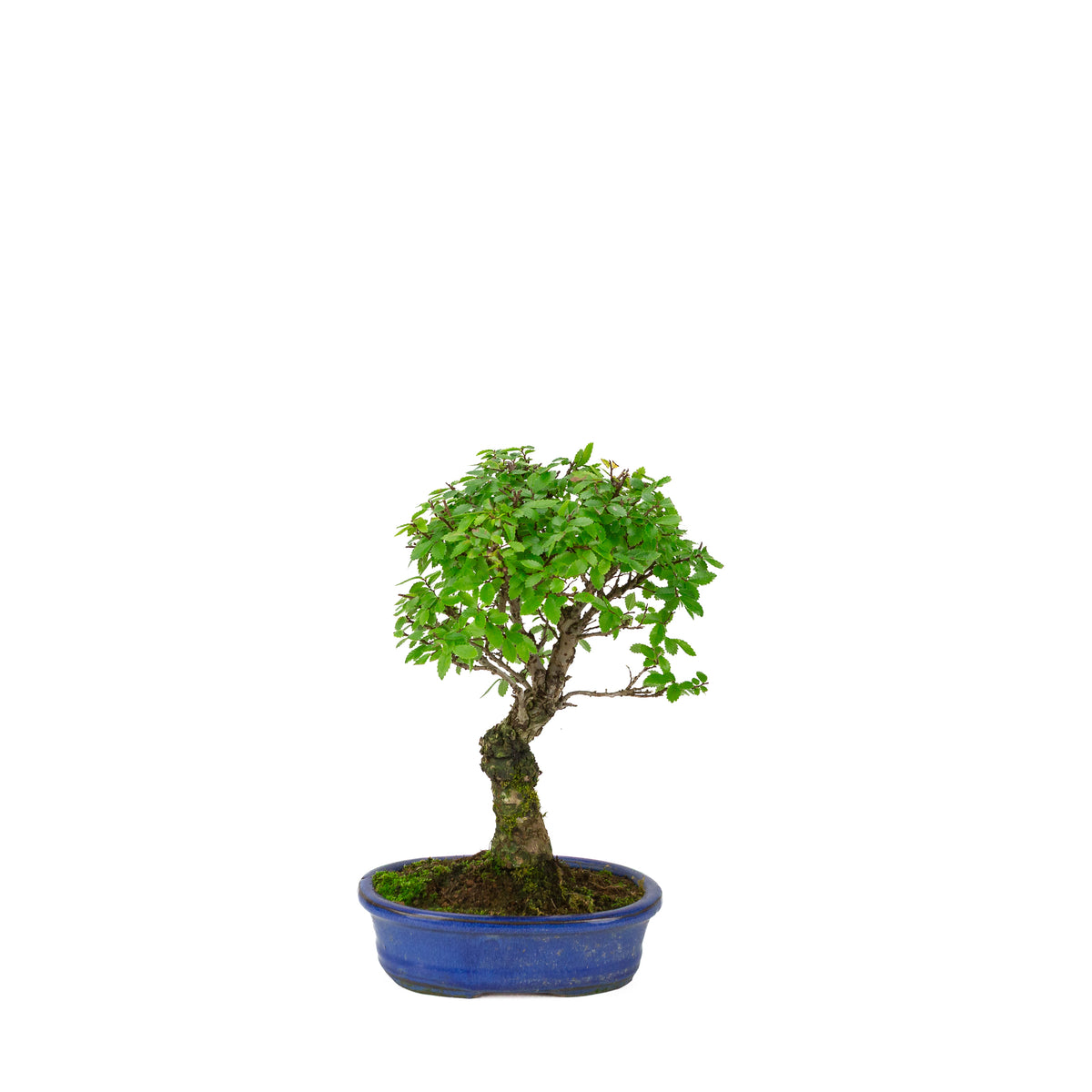 Zelkova nire (Olmo giapponese) in vaso ovale blu, altezza ~28cm