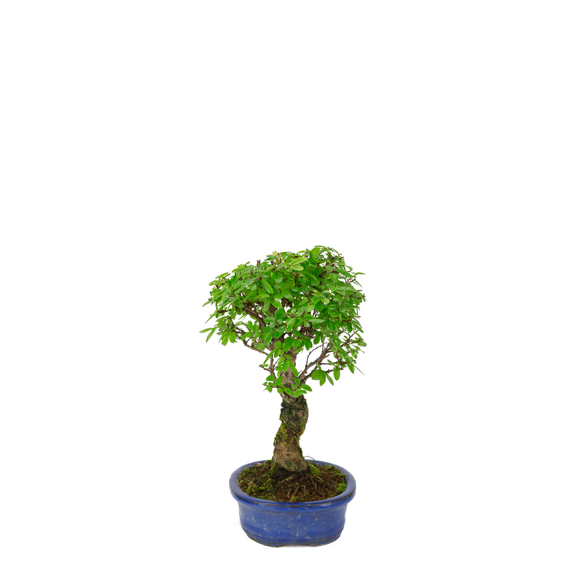 Zelkova nire (Olmo giapponese) in vaso ovale blu, altezza ~28cm