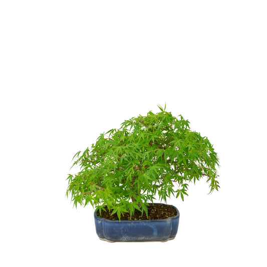 Acer palmatum (acero giapponese) vaso mokko blu, altezza ~26 cm