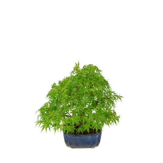 Acer palmatum (acero giapponese) vaso mokko blu, altezza ~26 cm