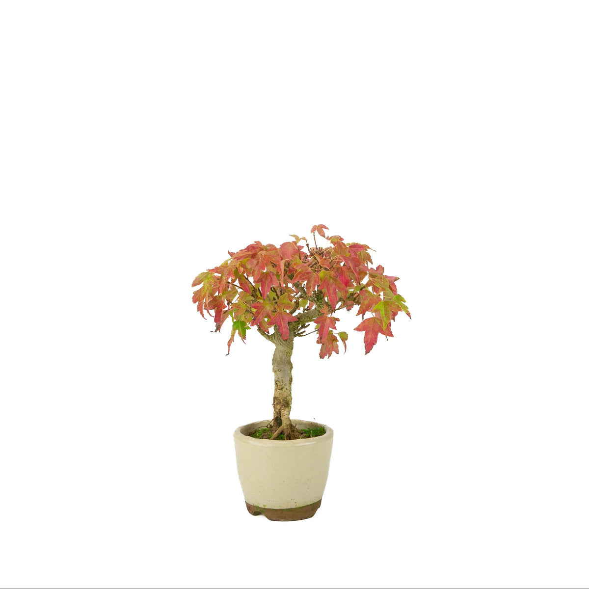 Acer buergerianum (Acero tridente) vaso rotondo color crema, altezza ~24 cm