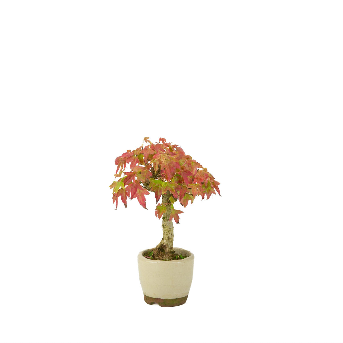 Acer buergerianum (Acero tridente) vaso rotondo color crema, altezza ~24 cm