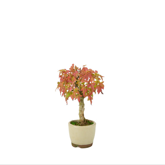 Acer buergerianum (Acero tridente) vaso rotondo color crema, altezza ~24 cm