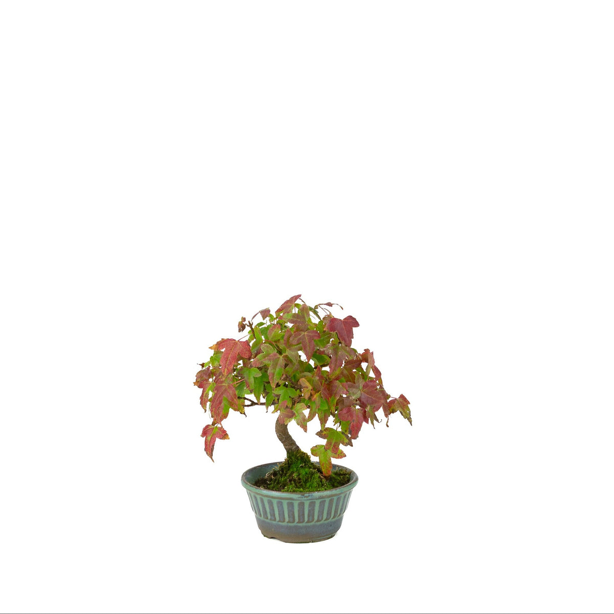 Acer buergerianum (Acero tridente) vaso rotondo blu-verde, altezza ~17 cm