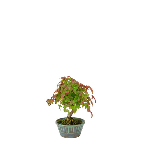 Acer buergerianum (Acero tridente) vaso rotondo blu-verde, altezza ~17 cm