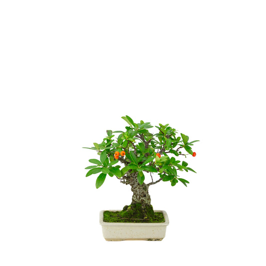 Pyracantha angustifolia (Agazzino) vaso rettangolare color crema, altezza ~24cm