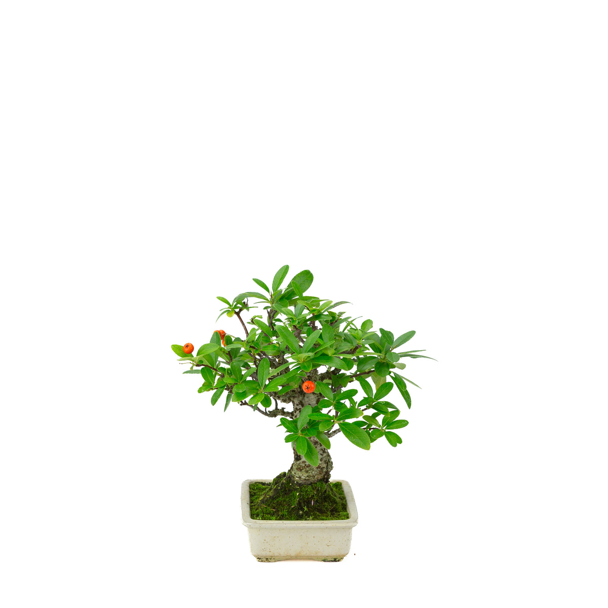 Pyracantha angustifolia (Agazzino) vaso rettangolare color crema, altezza ~24cm