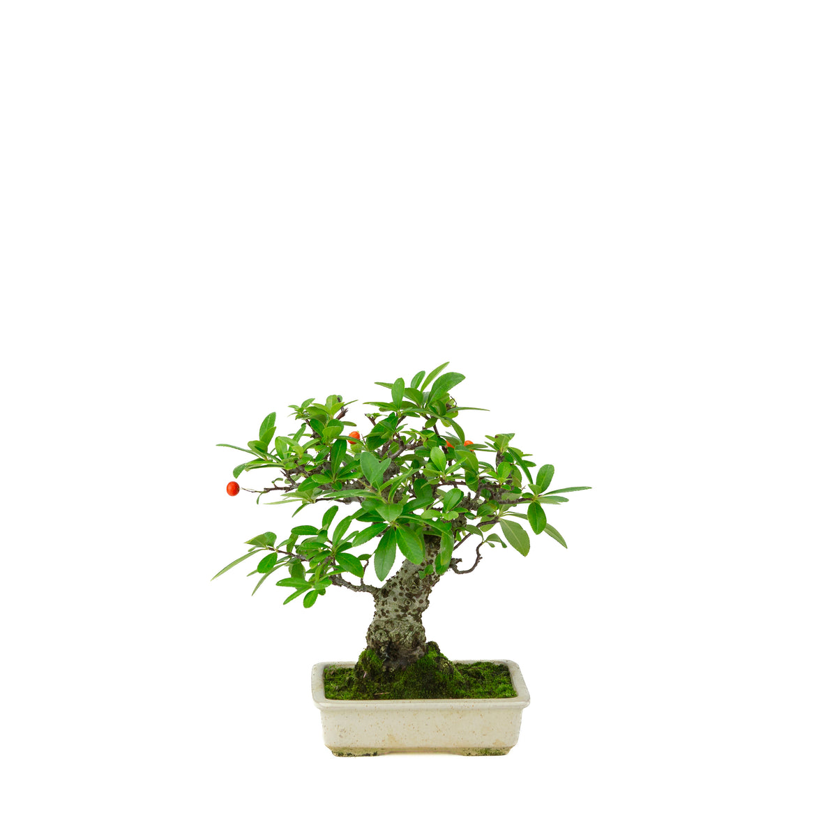Pyracantha angustifolia (Agazzino) vaso rettangolare color crema, altezza ~24cm