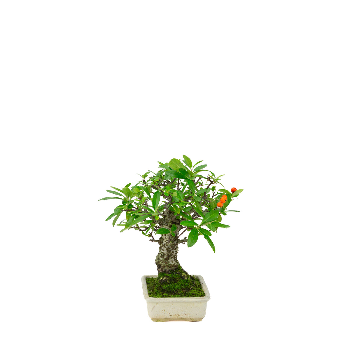 Pyracantha angustifolia (Agazzino) vaso rettangolare color crema, altezza ~24cm