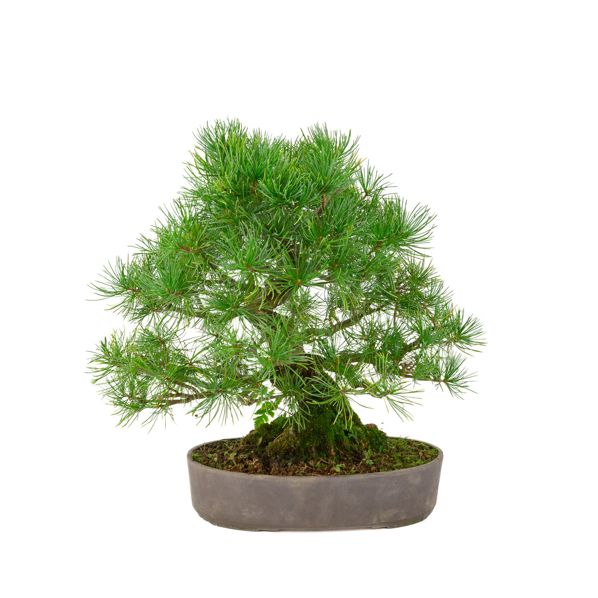 Pinus parviflora vaso ovale non smaltato 25 cm, altezza ~37 cm