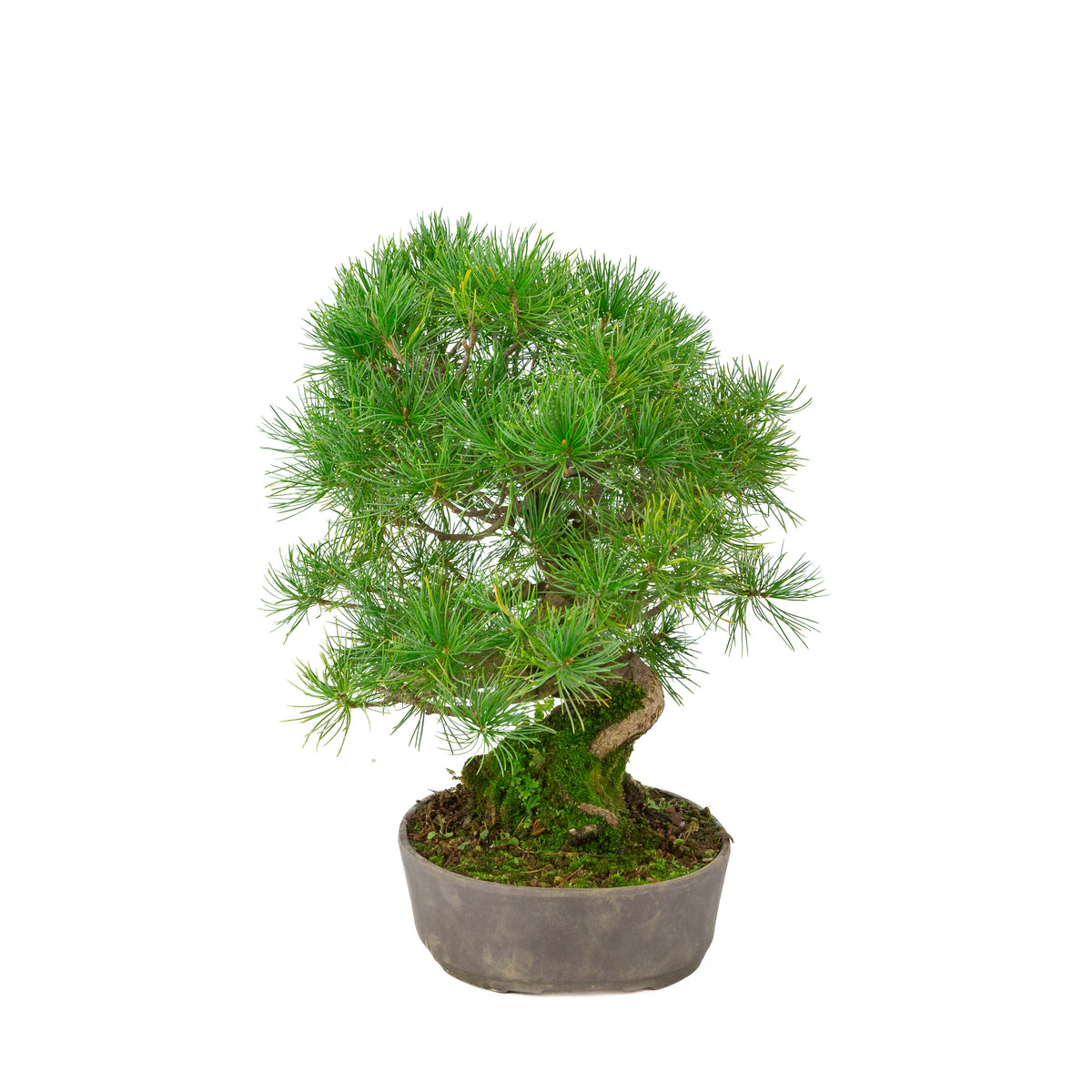 Pinus parviflora vaso ovale non smaltato 25 cm, altezza ~37 cm