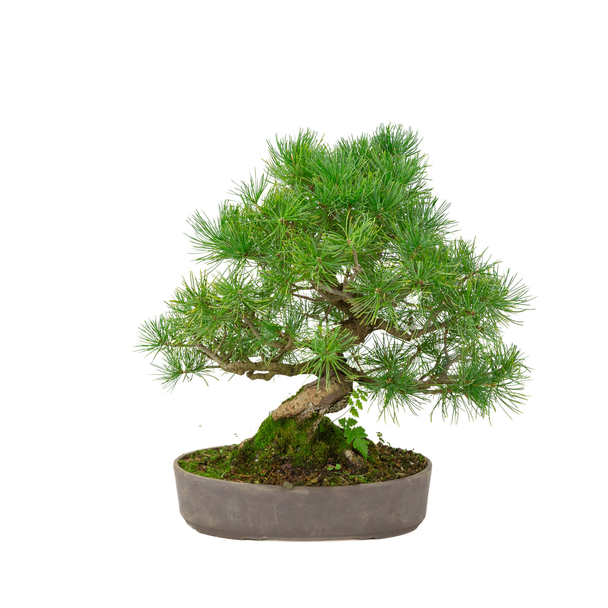 Pinus parviflora vaso ovale non smaltato 25 cm, altezza ~37 cm