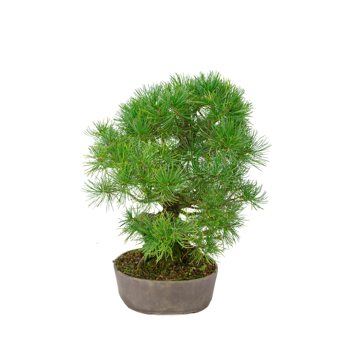 Pinus parviflora vaso ovale non smaltato 25 cm, altezza ~37 cm