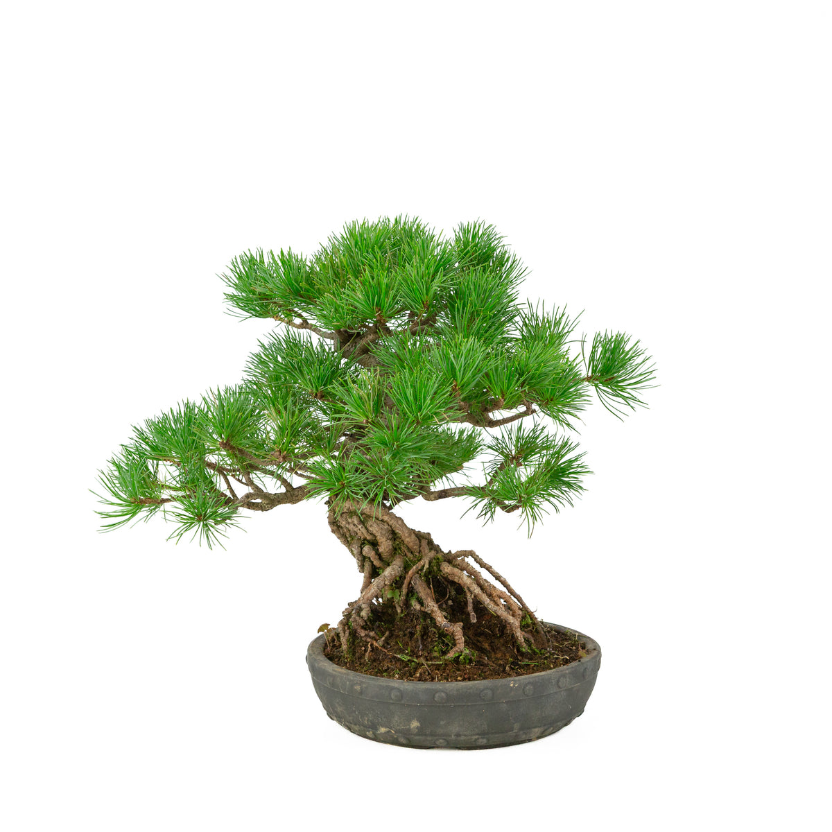 Pinus parviflora vaso a tamburo rotondo non smaltato 20 cm, altezza ~32 cm