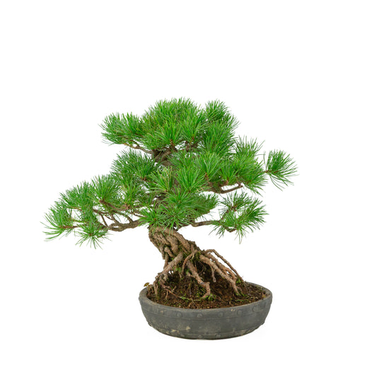 Pinus parviflora vaso a tamburo rotondo non smaltato 20 cm, altezza ~32 cm