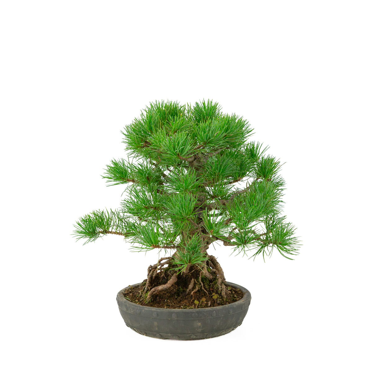 Pinus parviflora vaso a tamburo rotondo non smaltato 20 cm, altezza ~32 cm