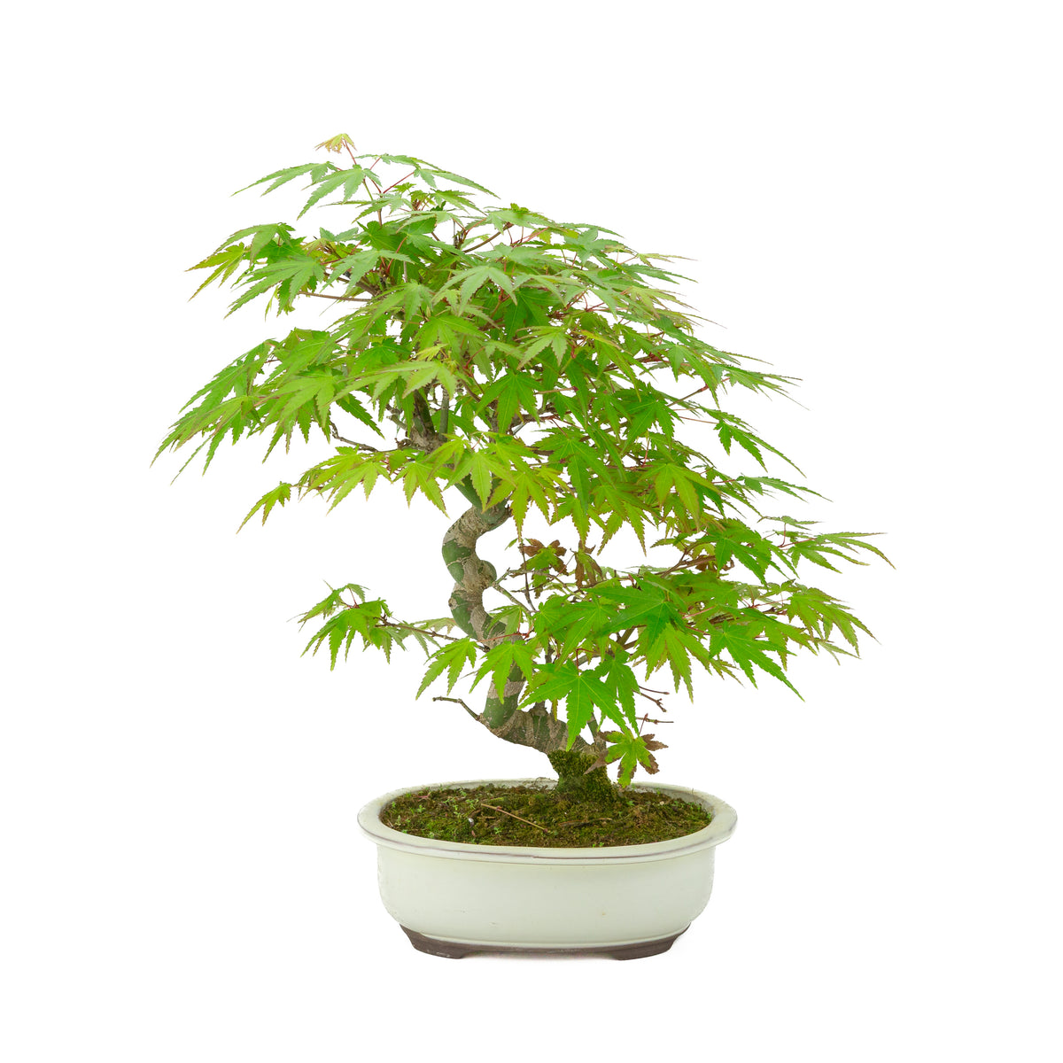 Acer palmatum creme ovale, vaso 20cm, altezza ~36cm