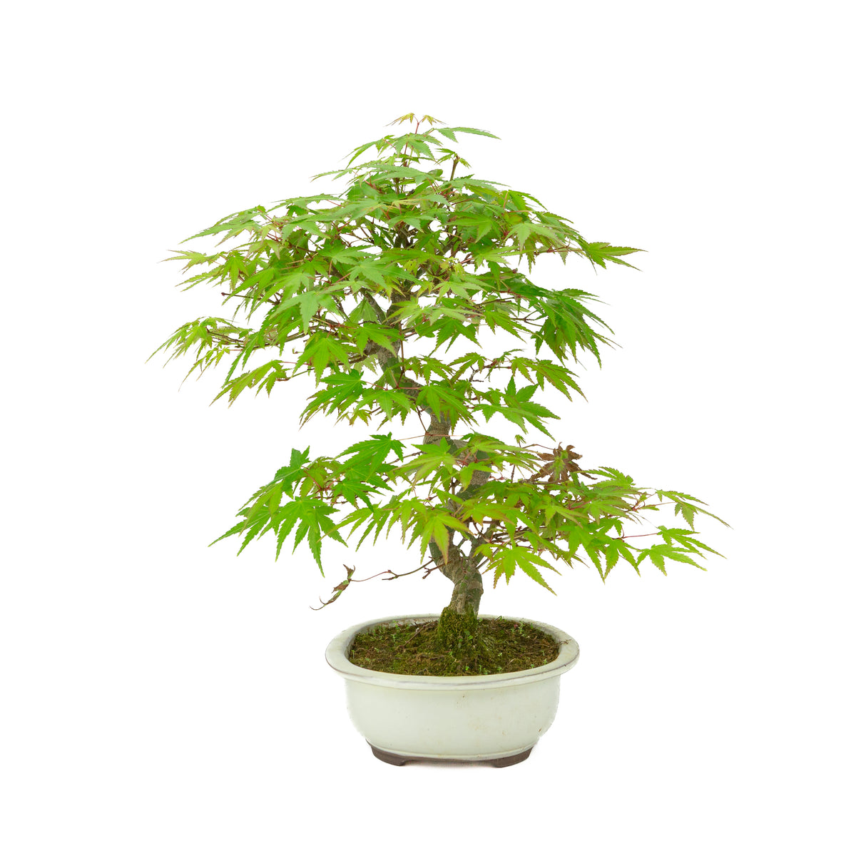 Acer palmatum creme ovale, vaso 20cm, altezza ~36cm