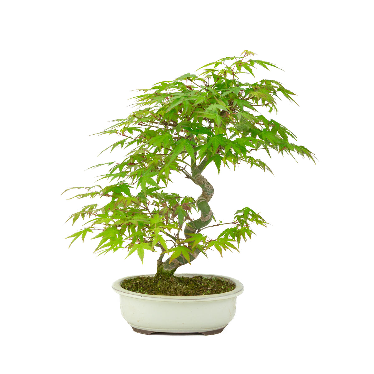 Acer palmatum creme ovale, vaso 20cm, altezza ~36cm