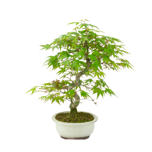 Acer palmatum creme ovale, vaso 20cm, altezza ~36cm