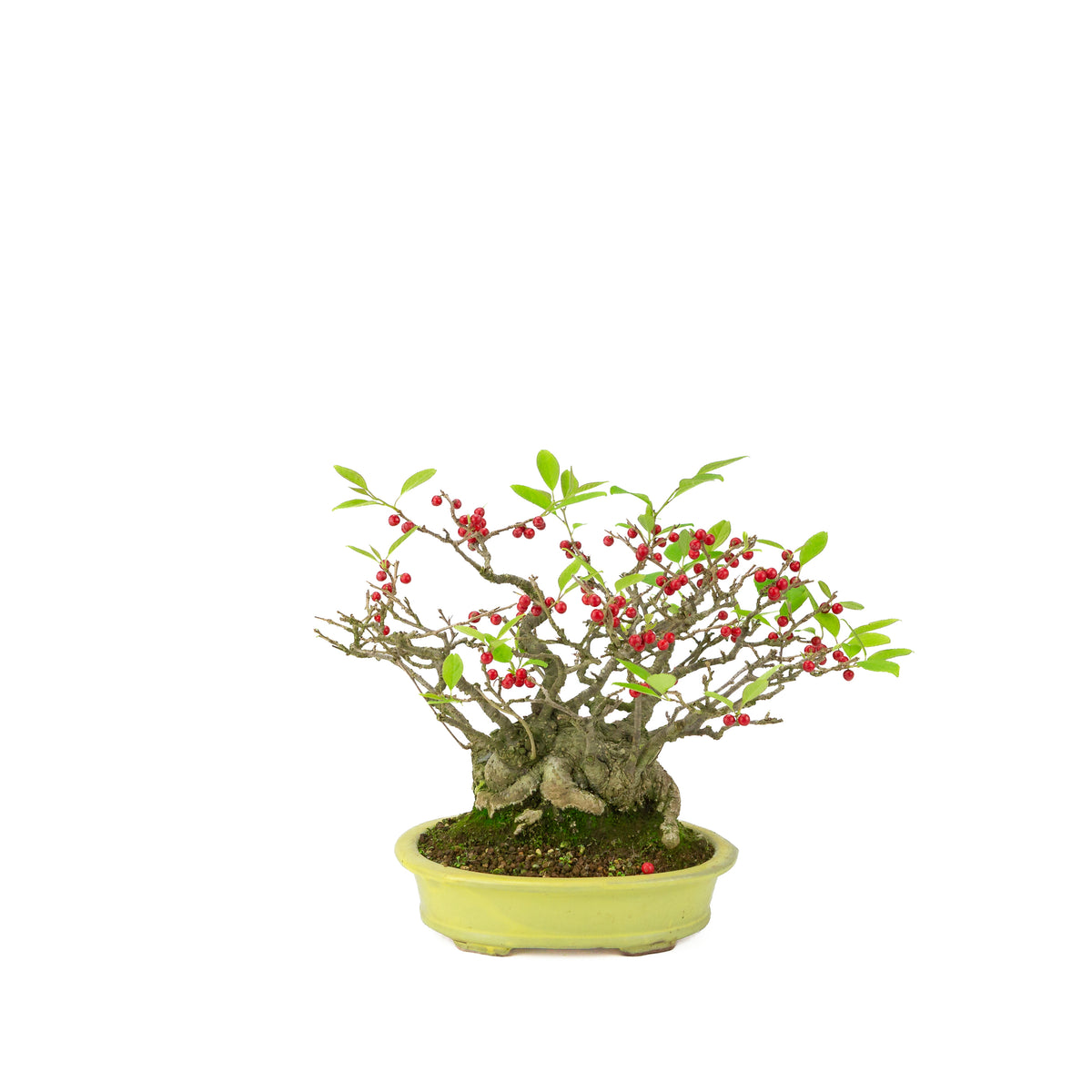 Ilex serrata (Umemodoki) vaso ovale giallo 18cm, altezza ~21cm