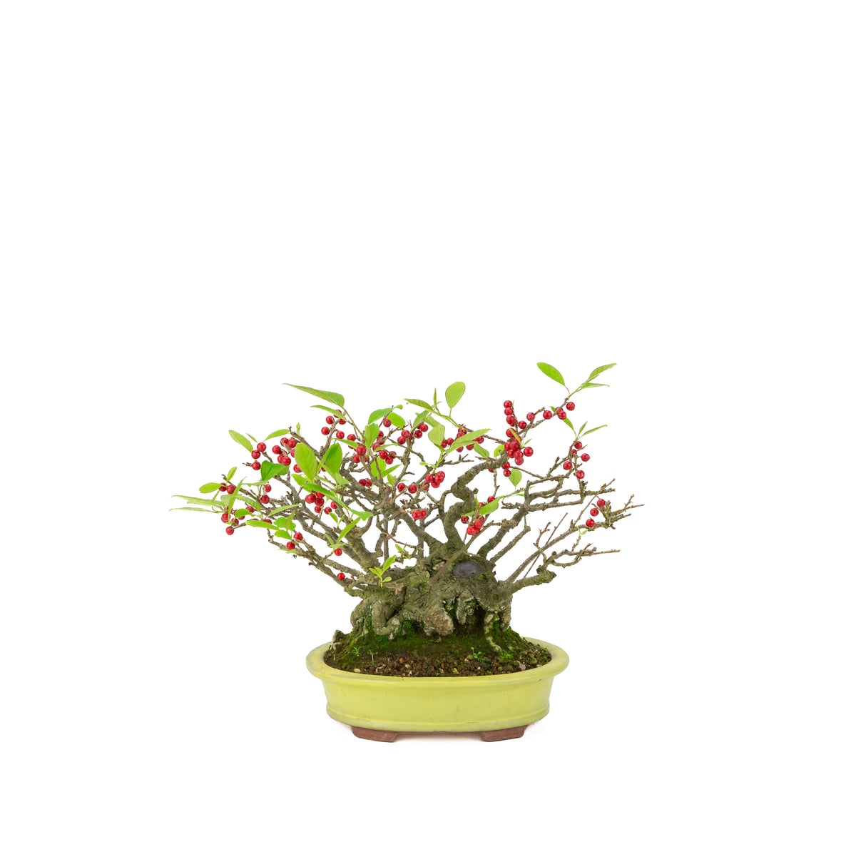 Ilex serrata (Umemodoki) vaso ovale giallo 18cm, altezza ~21cm