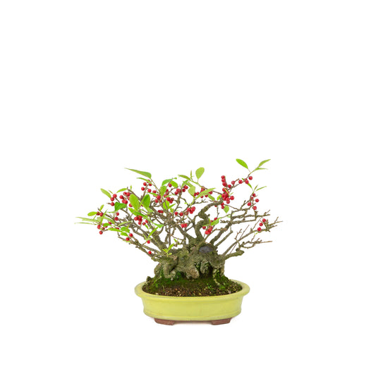 Ilex serrata (Umemodoki) vaso ovale giallo 18cm, altezza ~21cm