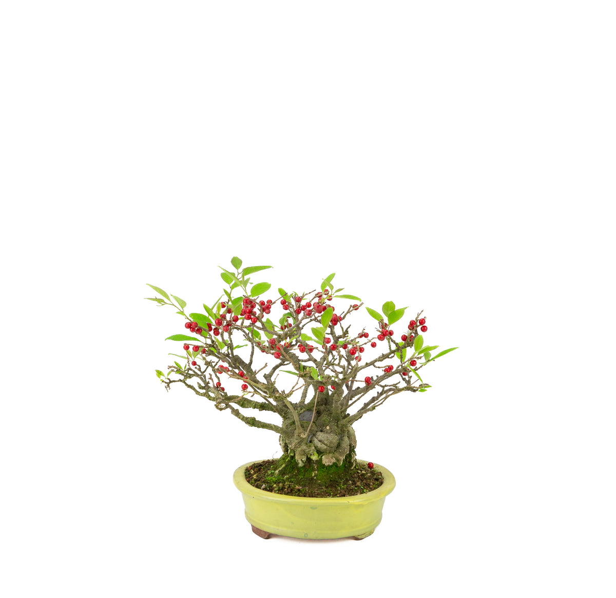 Ilex serrata (Umemodoki) vaso ovale giallo 18cm, altezza ~21cm
