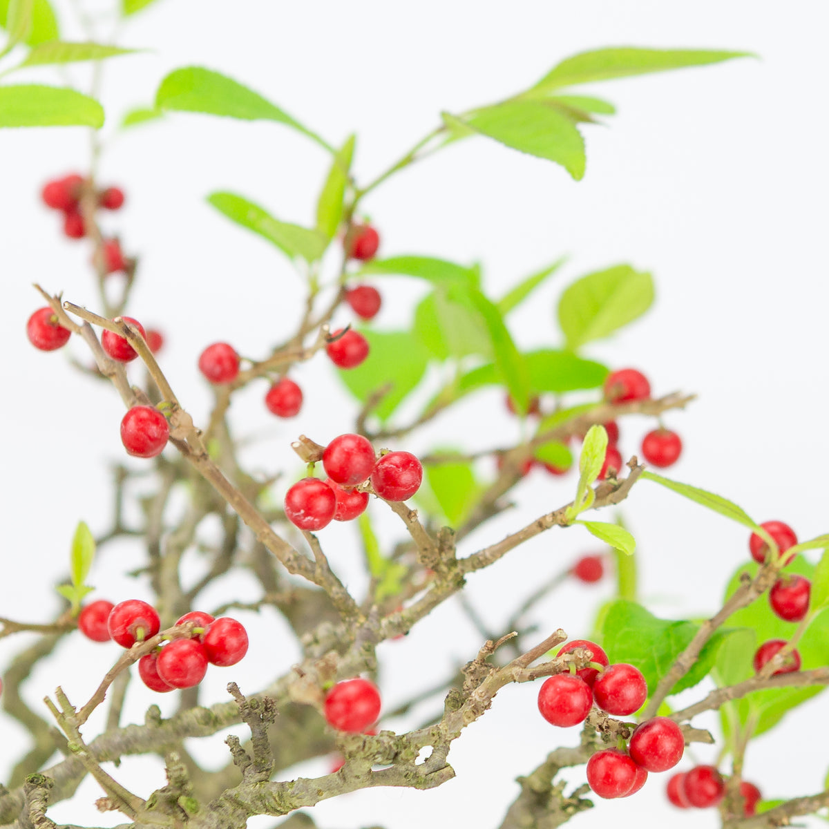 Ilex serrata (Umemodoki) vaso ovale giallo 18cm, altezza ~21cm