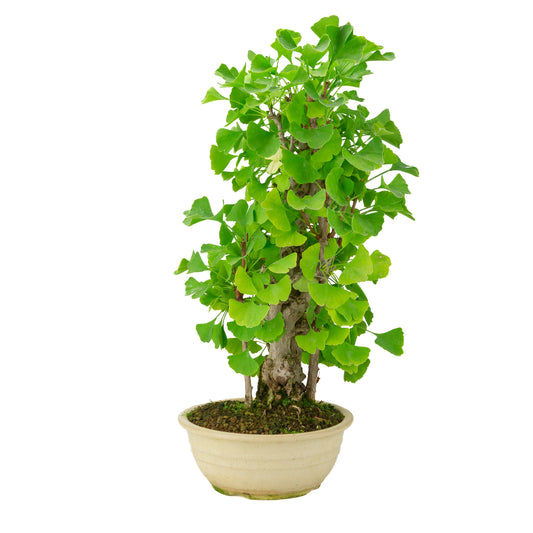 Crema di Ginkgo biloba in vaso rotondo da 20 cm, altezza ~50 cm