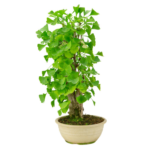 Crema di Ginkgo biloba in vaso rotondo da 20 cm, altezza ~50 cm