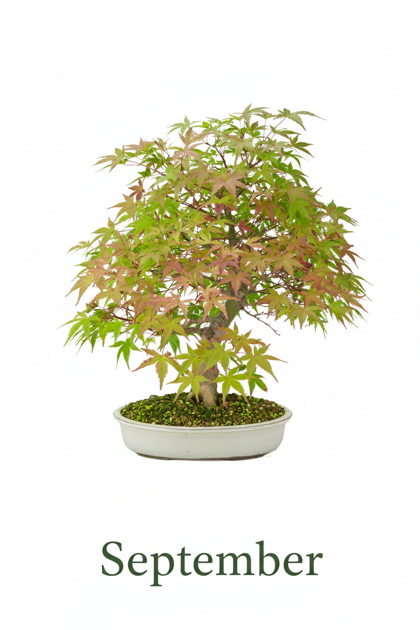 Acer palmatum 'Benichidori' (acero giapponese), altezza ~46 cm