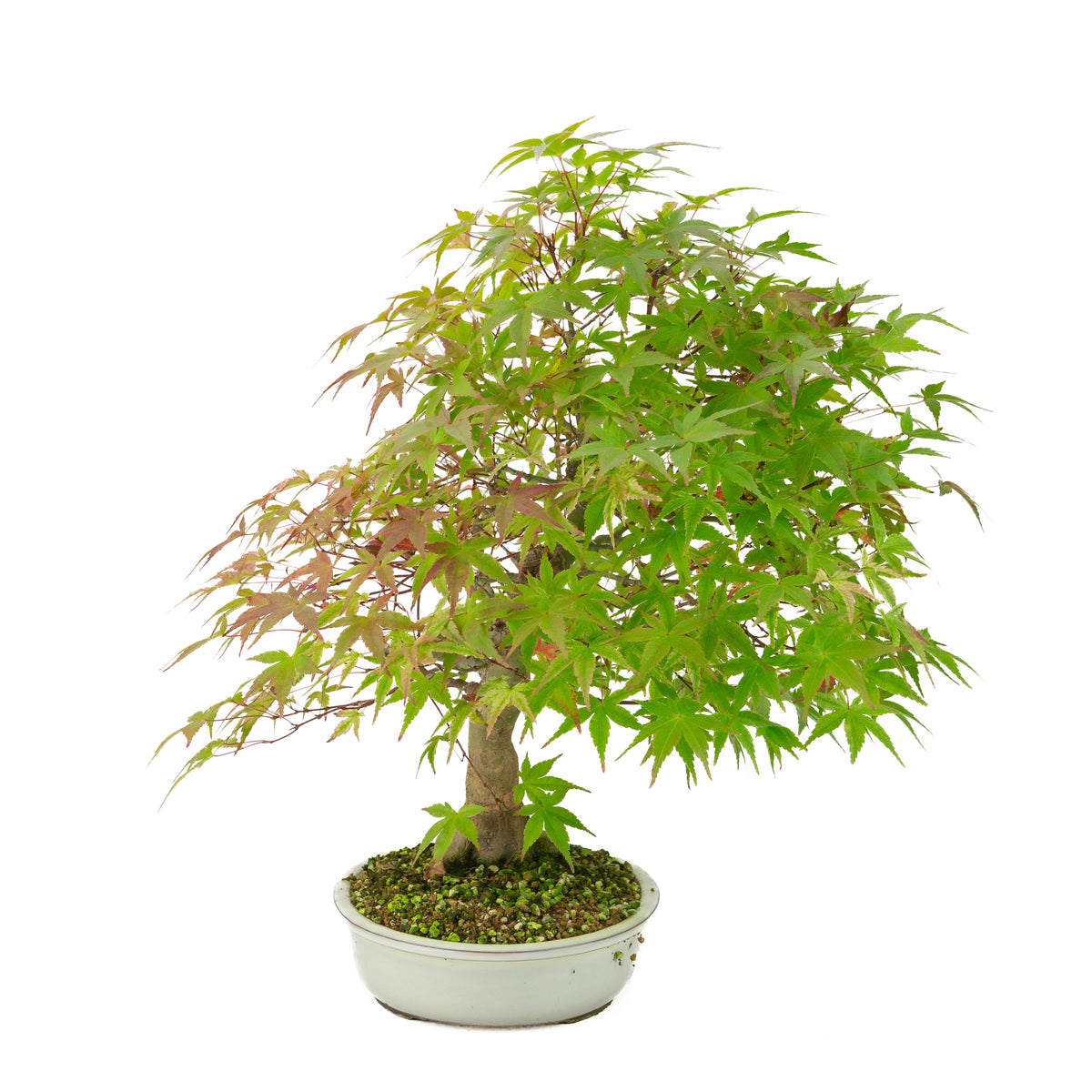 Acer palmatum 'Benichidori' (acero giapponese), altezza ~46 cm