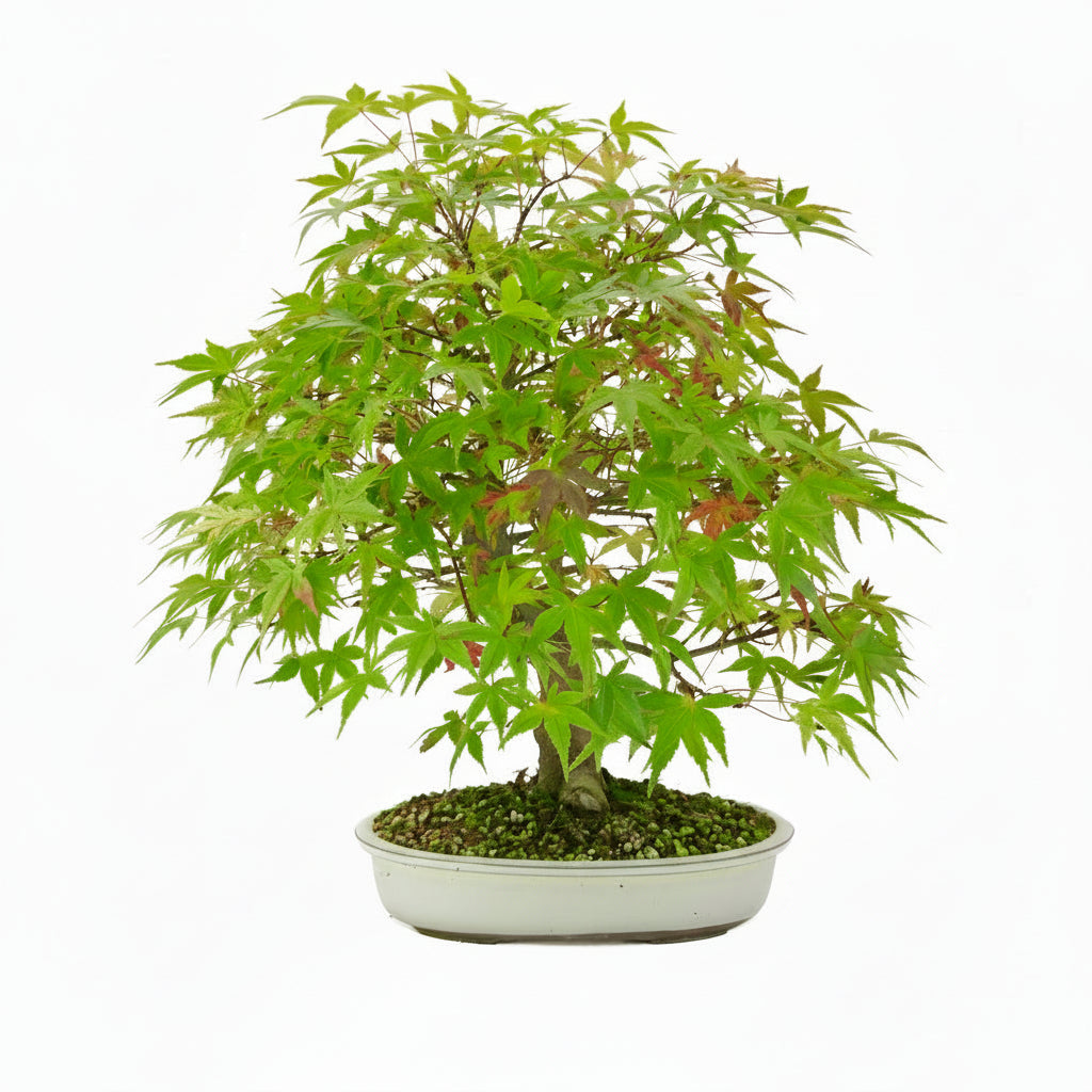 Acer palmatum 'Benichidori' (acero giapponese), altezza ~46 cm