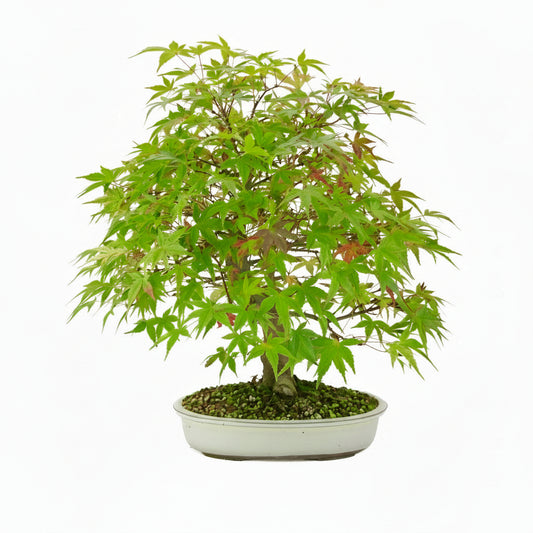 Acer palmatum 'Benichidori' (acero giapponese), altezza ~46 cm