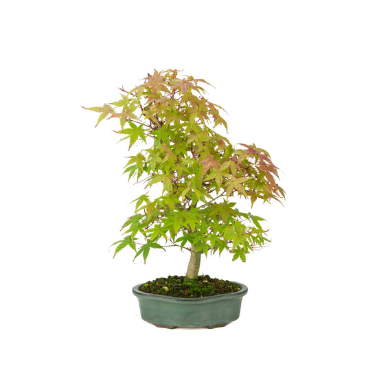 Acer palmatum Deshojo (acero giapponese), altezza ~40 cm