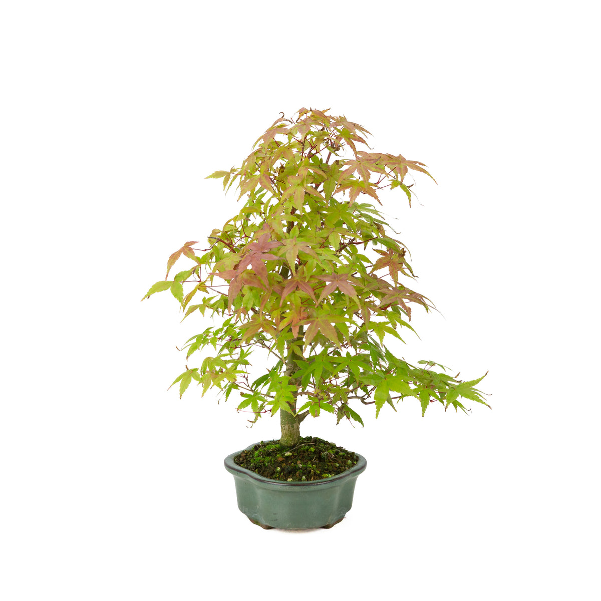 Acer palmatum Deshojo (acero giapponese), altezza ~40 cm