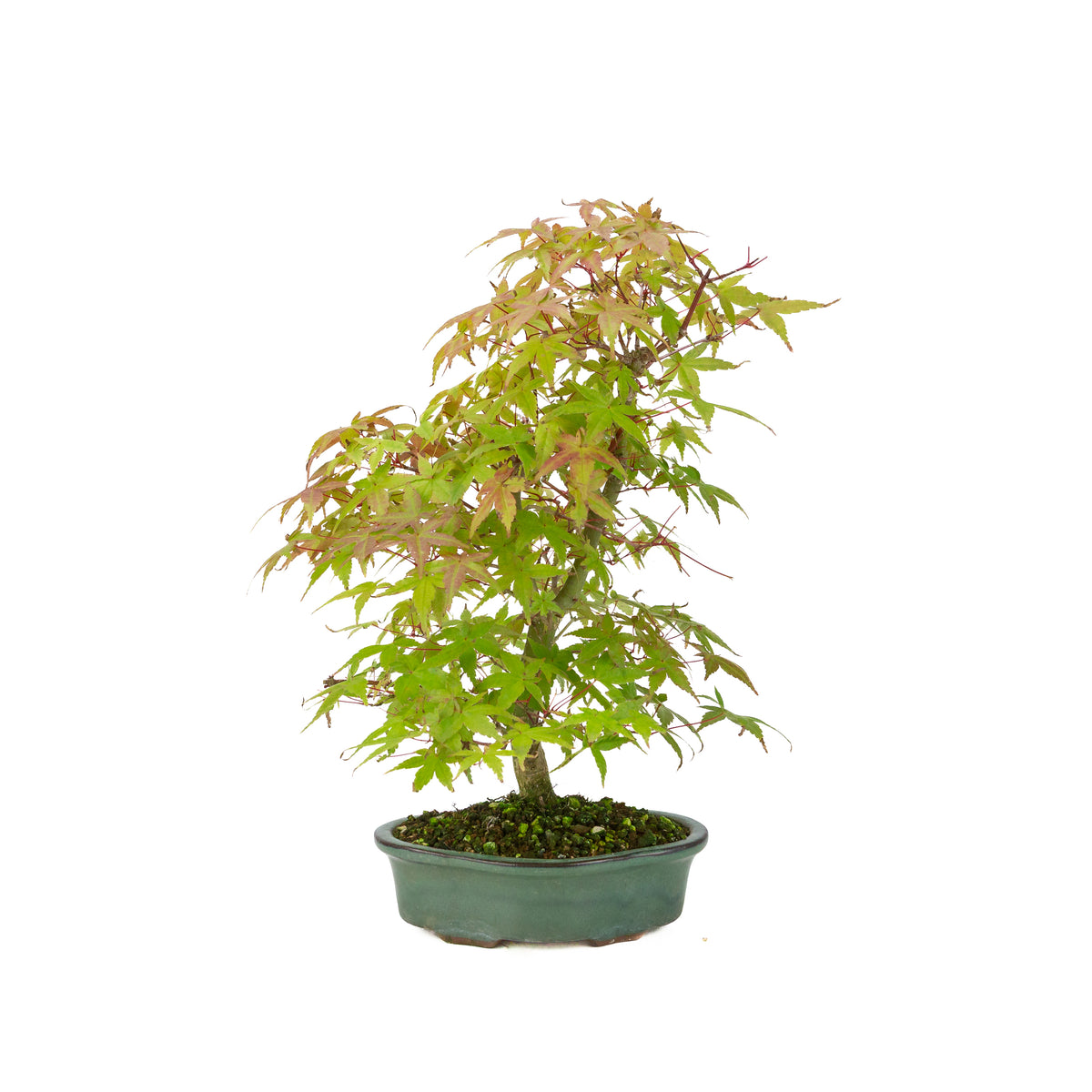 Acer palmatum Deshojo (acero giapponese), altezza ~40 cm