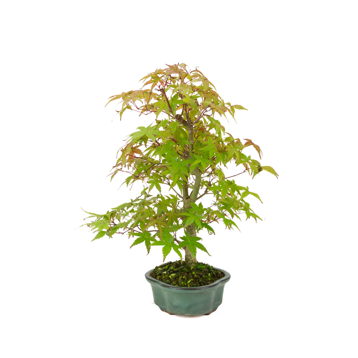 Acer palmatum Deshojo (acero giapponese), altezza ~40 cm