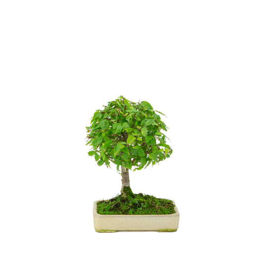 Zelkova serrata crema vaso rettangolare 18cm, altezza ~26cm