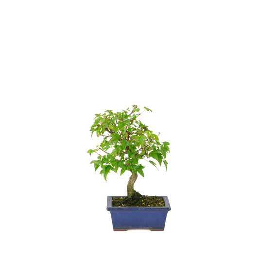 Acer buergerianum, vaso rettangolare blu 13cm, altezza ~24cm