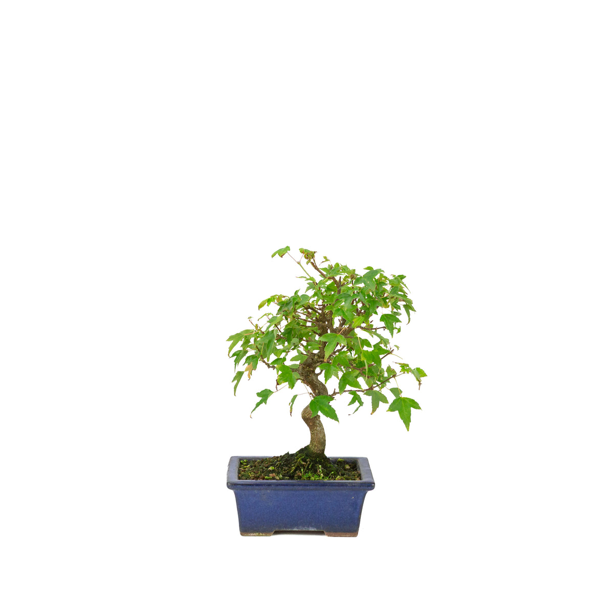 Acer buergerianum, vaso rettangolare blu 13cm, altezza ~24cm