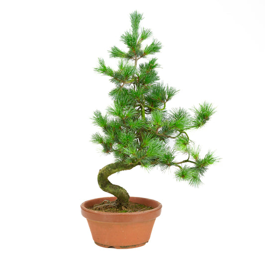 Pinus parviflora in vaso di terracotta da 19 cm, altezza ~53 cm