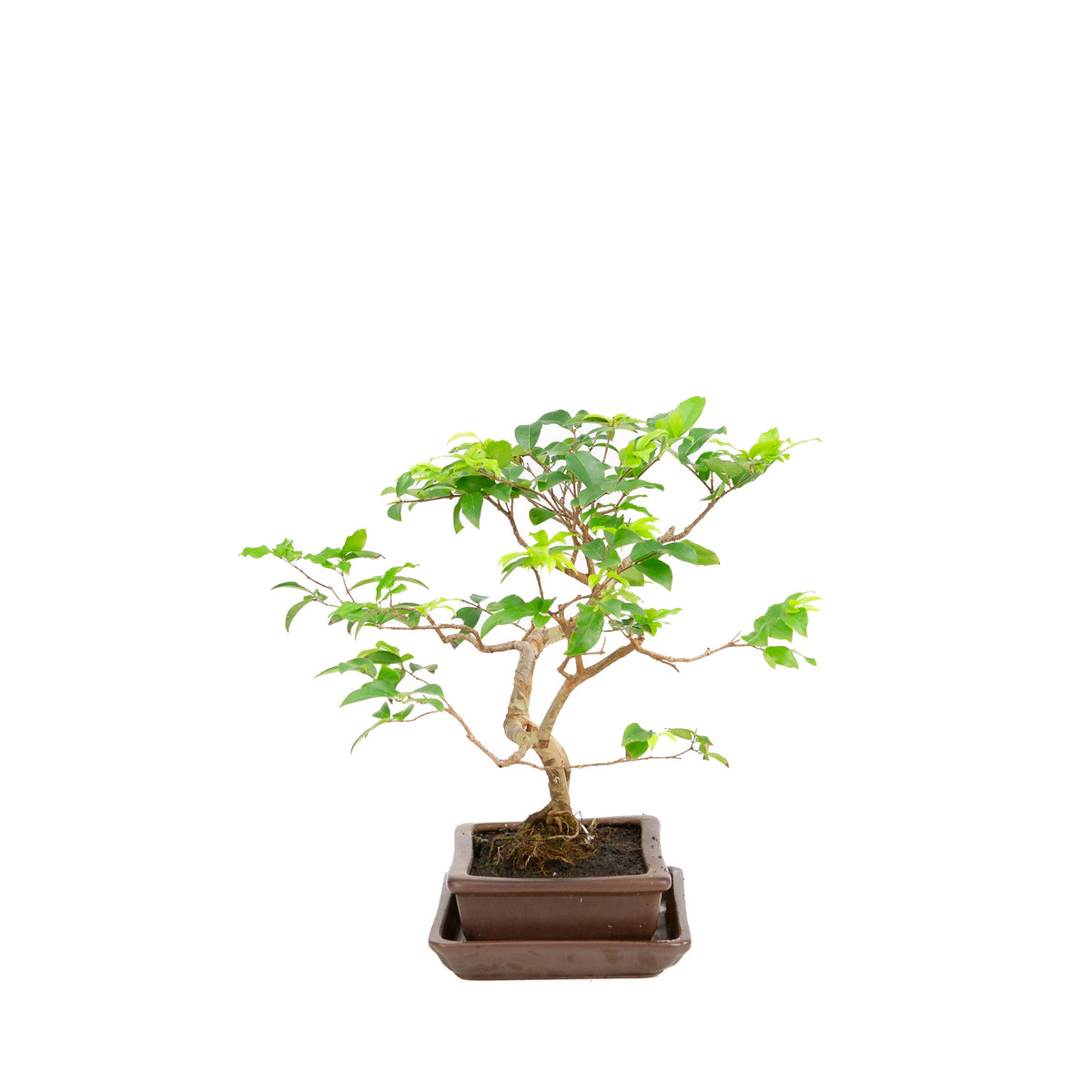 Bonsai Syzygium in vaso marrone 16cm, altezza 28cm
