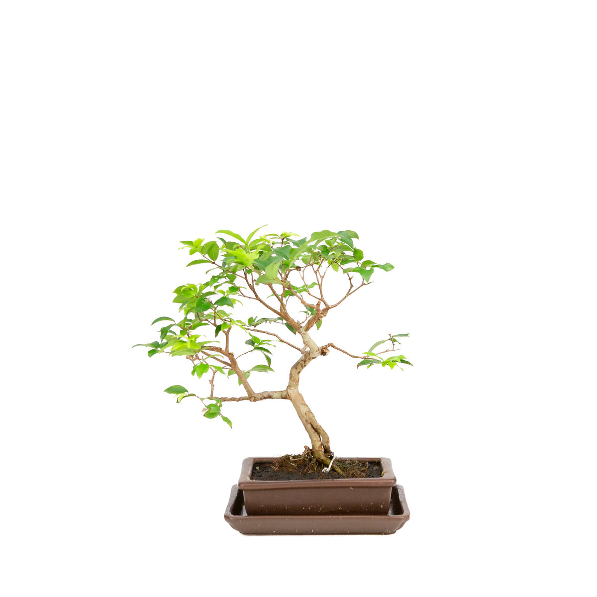 Bonsai Syzygium in vaso marrone 16cm, altezza 28cm